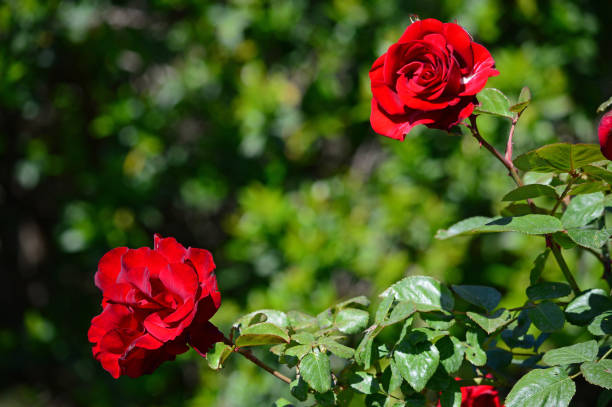 istock Close-up of a Beautiful Red Rose, Nature 1151937614