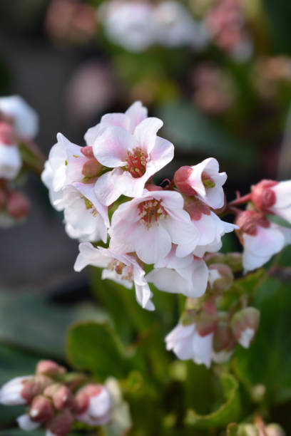 istock Bergenia Harzkristall 1151937622