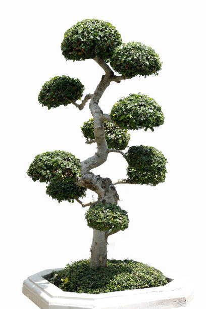 istock tree dwarf decorate or bonsai garden tree isolated on white background 1151938015