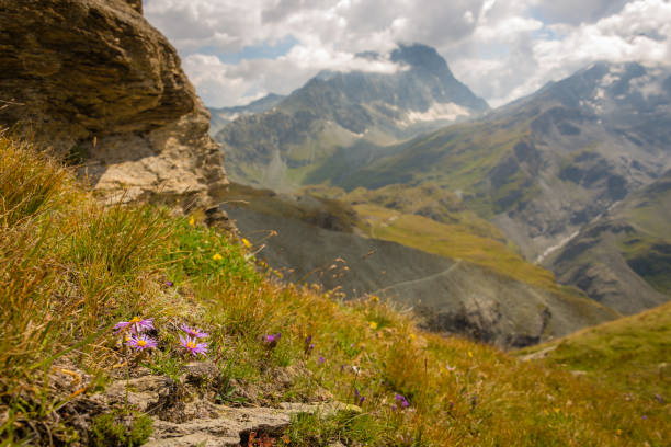 istock Alpine flowers, Swiss Alps. 1151939207