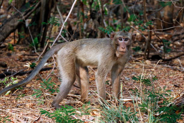 istock Monkeys walk in the wild 1151939502