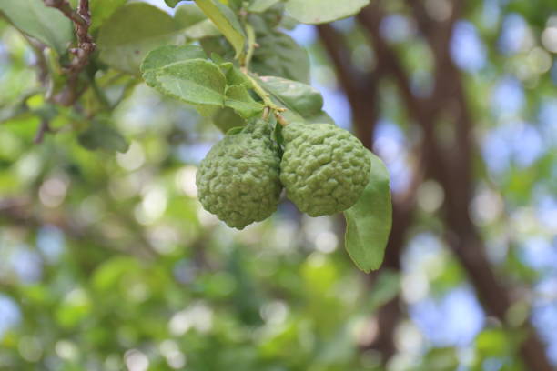 istock bergamot, the bergamot kaffir, lime on tree and green leaf blurerd background 1151939621