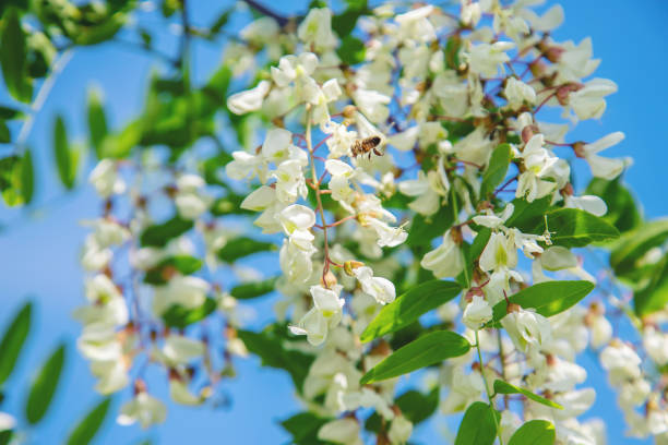 istock Flowering acacia tree in the garden. Selective focus. 1151939910