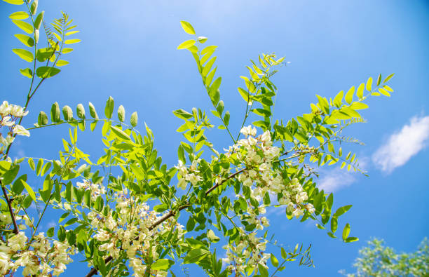 istock Flowering acacia tree in the garden. Selective focus. 1151939944