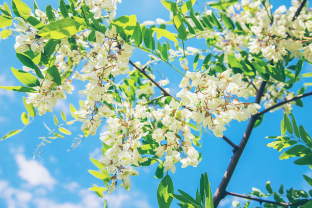 istock Flowering acacia tree in the garden. Selective focus. 1151939955