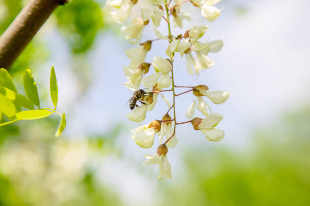 Flowering acacia tree in the garden. Selective focus. nature.