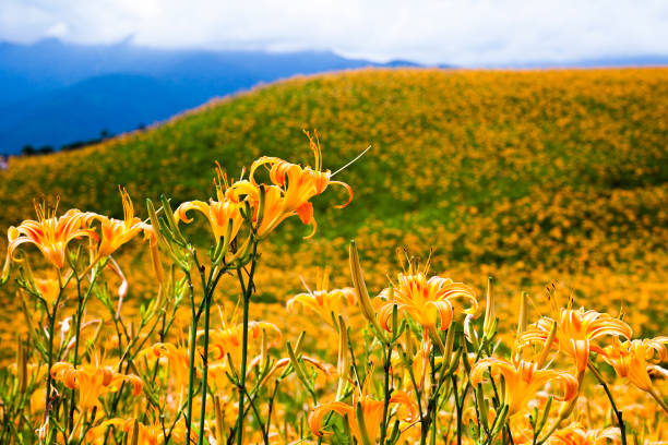 istock daylily flower in the garden 1151940098