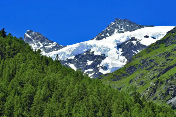 summer season snow mountain in the middle of green forest mountain with clear dark blue sky view from Tasch city in Switzland