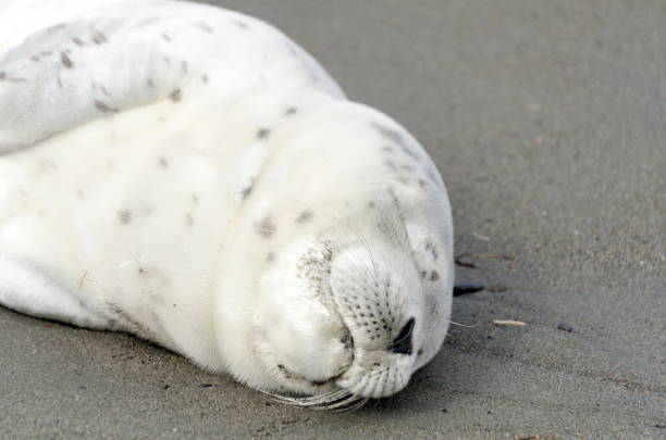 istock Resting harbor seal pup at Damon Point 1151940681
