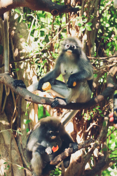 istock Lemong , Trachypithecus obscurus , Wildlife reserve , Wild animal 1151941257