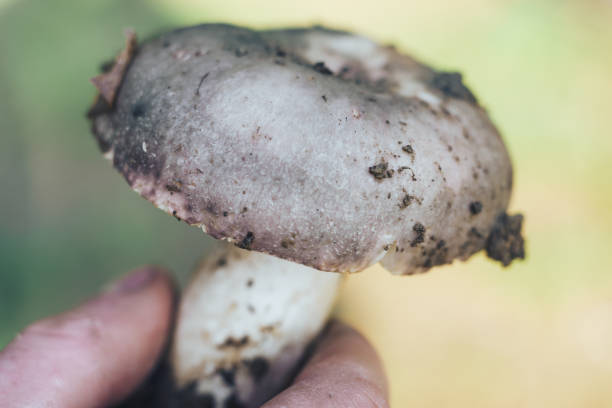 istock Close up Mushroom on a forest background. 1151941469