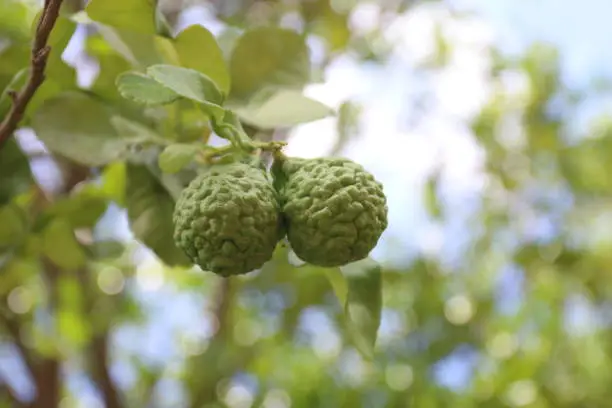 Photo of bergamot, the bergamot kaffir, lime on tree and green leaf blurerd background