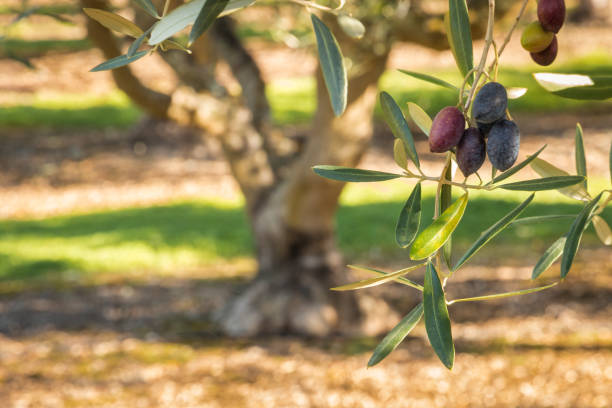 close up de azeitonas de kalamata maduras que crescem na oliveira - calamata olive - fotografias e filmes do acervo