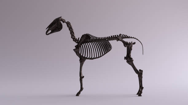 istock Black Iron Horse Skeletal System Anatomical Model Left View 1151942907