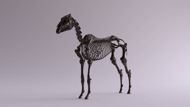 istock Black Iron Horse Skeletal System Anatomical Model 3 Quarter Front Left View 1151943047