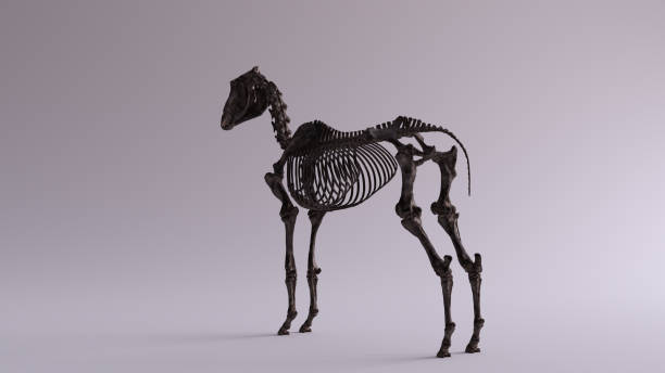 istock Black Iron Horse Skeletal System Anatomical Model 3 Quarter Rear Left View 1151943058