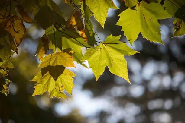 Photo of Green maple leaf, summer time