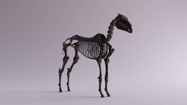 istock Black Iron Horse Skeletal System Anatomical Model 3 Quarter Front Right View 1151944054