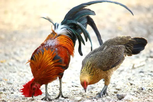 Photo of family chicken countryside fighting cock rooster Thailand