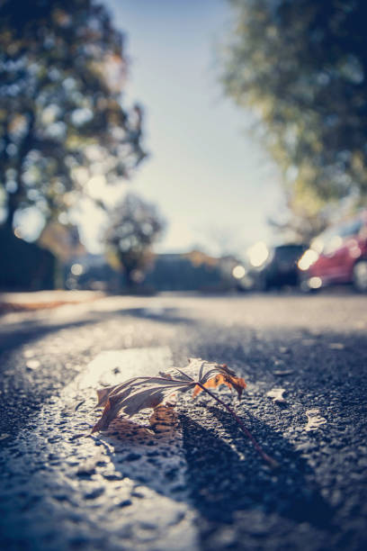 istock Leaf on the street, autumn, copy space 1151944476