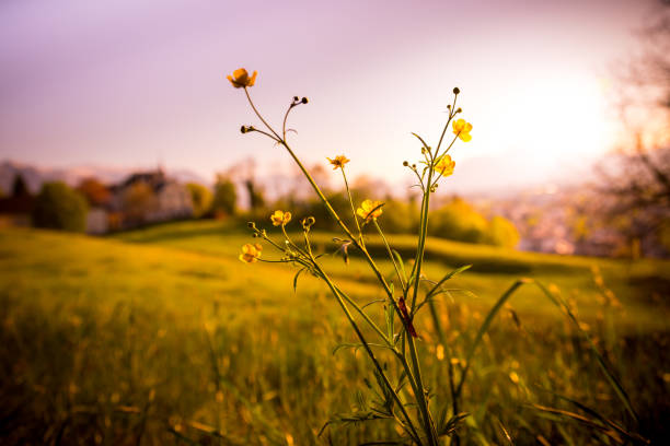 istock Idyllic golden landscape evening scenery: Summer meadow, sundown. 1151945760