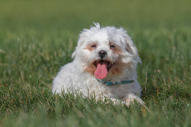istock Maltese dog sits on a meadow 1151945888
