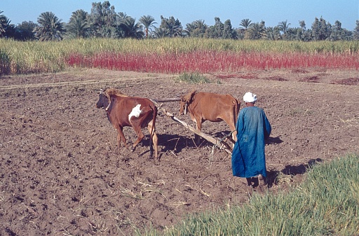 Egypt (exact location unfortunately not known), 1977. An Egyptian Nile farmer orders his field like his ancestors over 5000 years ago.