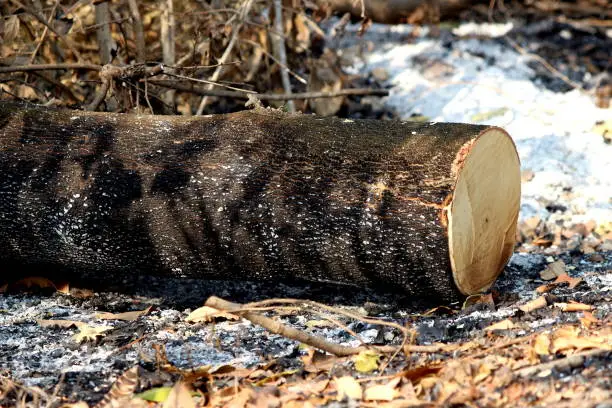 deforest cluster of freshly cut tree stumps and burn, global warming, tree trunk burn, global warming, deforest cluster of freshly cut tree stumps and burn