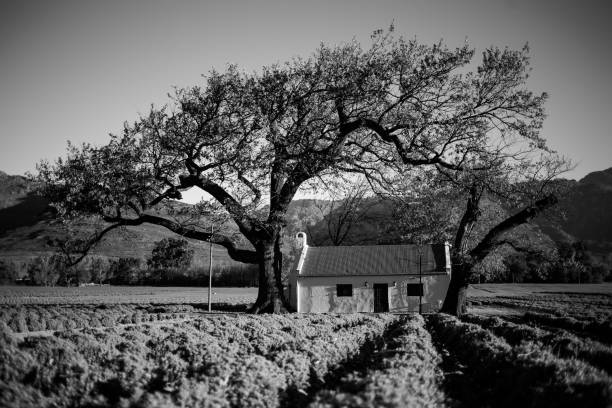 Art of blackwhite