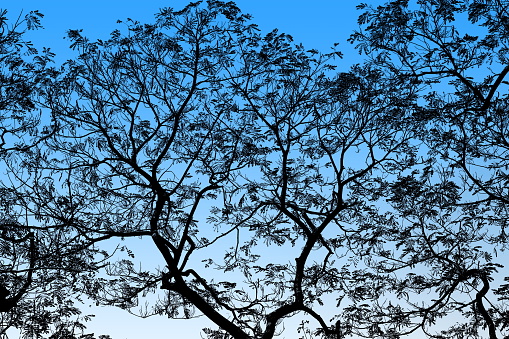 Tree black, Abstract Black Tree Branches on background Blue highlight