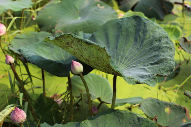 istock lotus, lily pad and lotus bud 1151950131