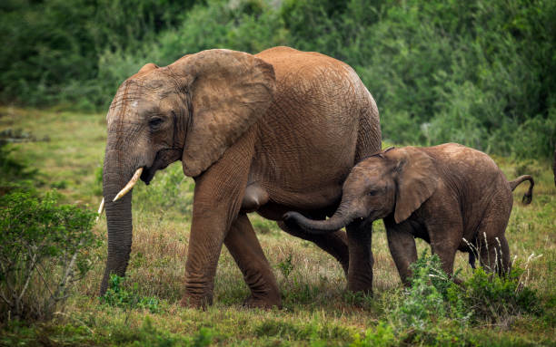 elefante bebé con elefante madre - south africa addo animal elephant fotografías e imágenes de stock