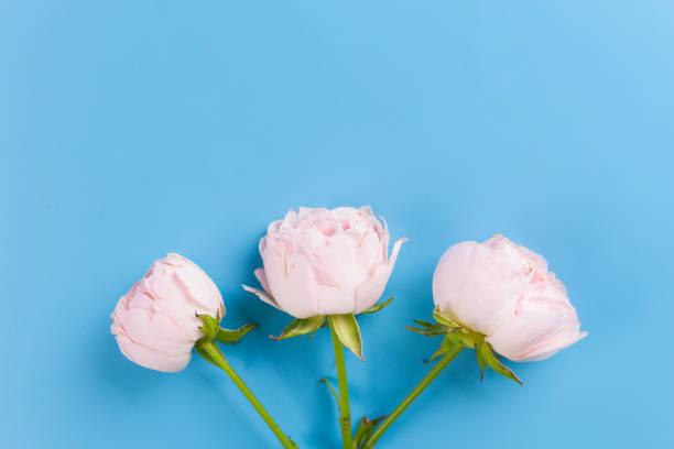 istock Pink roses over blue background 1151953596