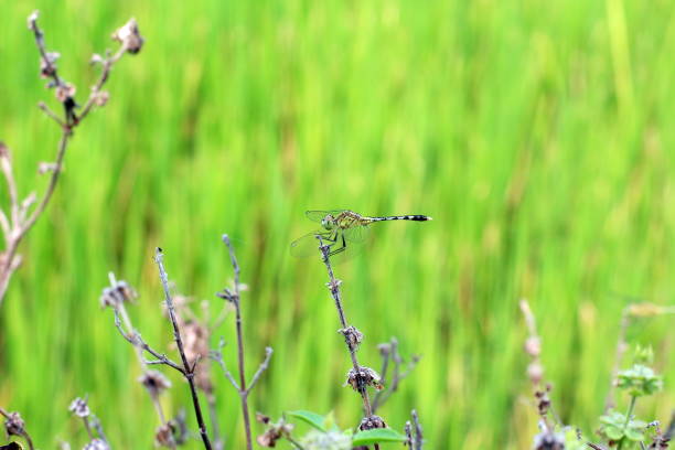 dragonfly beautiful on fresh background abstract green