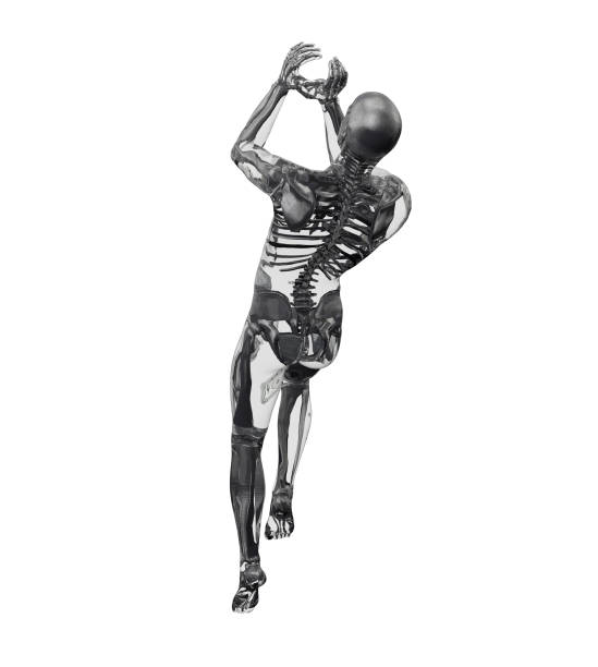 istock 3d rendering illustration of human anatomy 1151958614