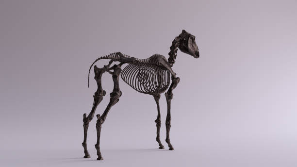 istock Black Iron Horse Skeletal System Anatomical Model 3 Quarter Rear Right View 1151958763