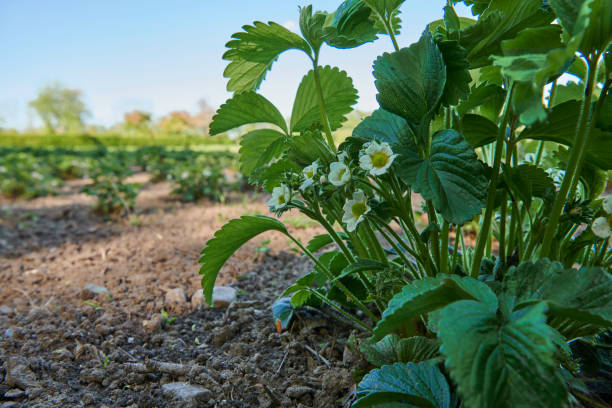 Garden with strawberry plantation. Strawberry planted in rows. Strawberry flower.