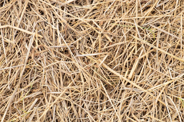 istock Surface of dry yellow straw grass background texture after havest for abstract background. 1151960000
