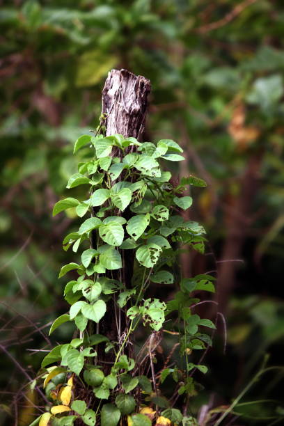 istock Stump old and small trees growing on the timber on nature green background 1151960141