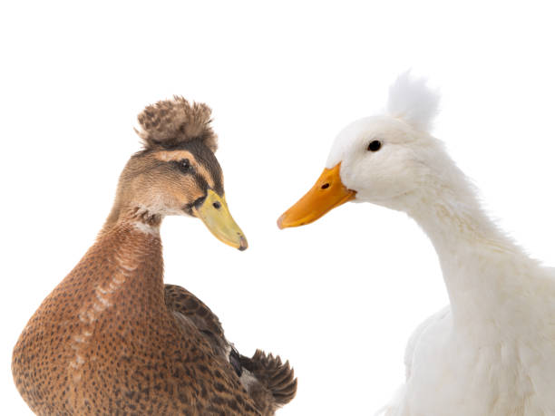 istock portrait two ducks isolated on white 1151960660