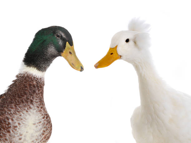 istock portrait two ducks isolated on white 1151960661