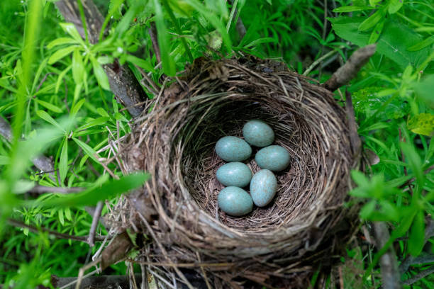 oeufs dans le nid du merle - birds nest animal nest animal egg blue photos et images de collection