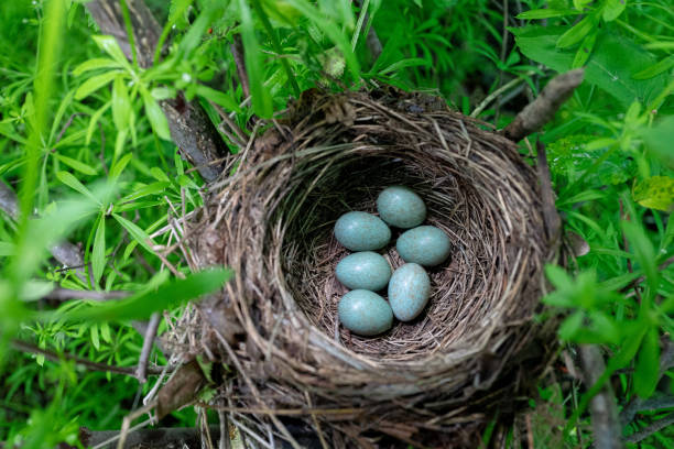 eggs in the blackbird's nest - passerine imagens e fotografias de stock