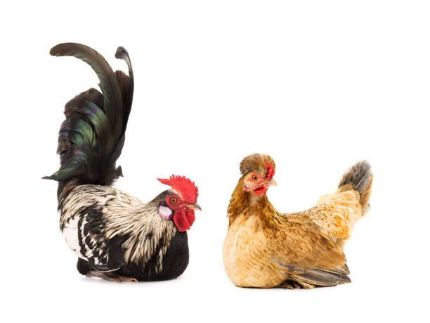 istock sitting rooster and brown chicken isolated on white 1151960690
