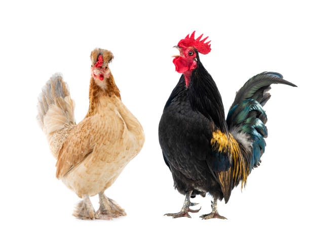 black rooster and brown chicken isolated on white