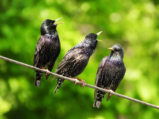 Photo of three starlings find out the relationship on a green