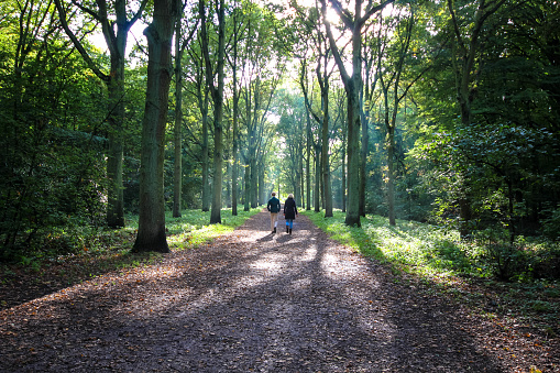A couple walking in a romantic forest during autumn on a sunny day