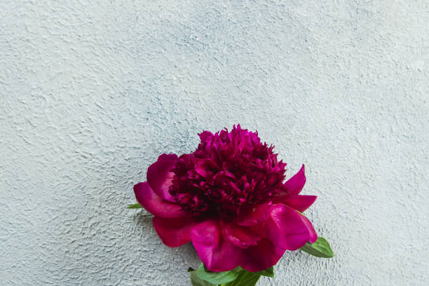 One beautiful burgundy peony flower on light background. Top view, copy space