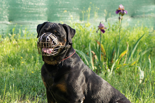 Retrato de un perro Rottweiler adulto en un hocico metálico en un día soleado. photo