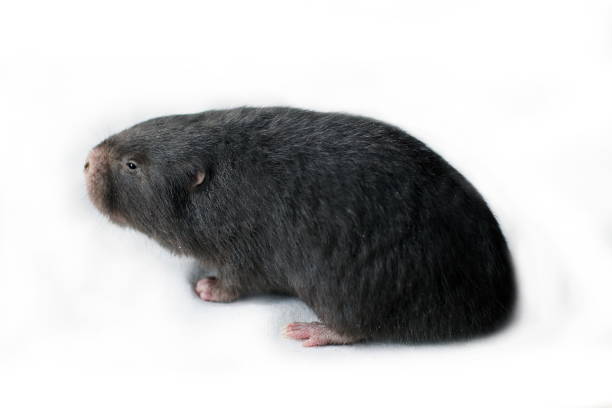mole, the mole are molehill wool black grey color, asia mole on isolated on white background, the mole is animals live underground